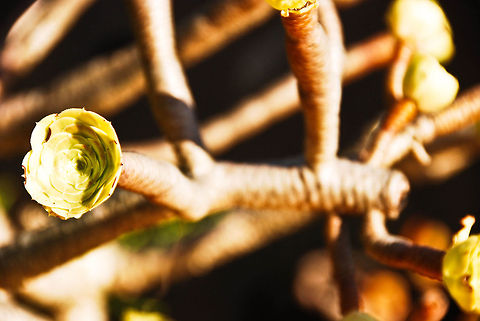 planta  Geotagged,Spain