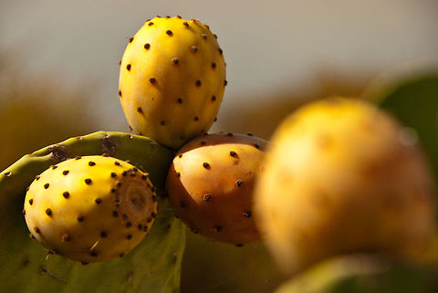 Opuntia.  Geotagged,Spain