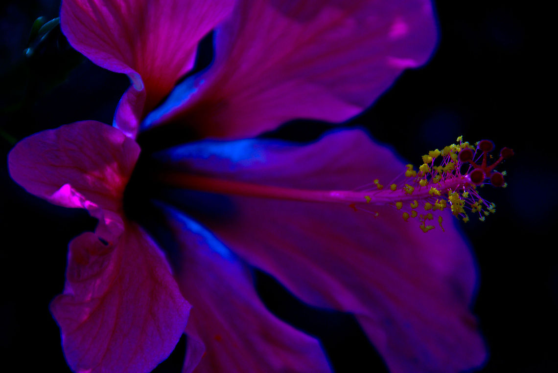 Cayena.  Chinese hibiscus,Dominican Republic,Geotagged,Hibiscus rosa-sinensis