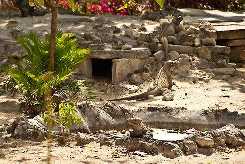 Iguanas at Dominican Republic  Cyclura cornuta,Dominican Republic,Geotagged,Rhinoceros iguana