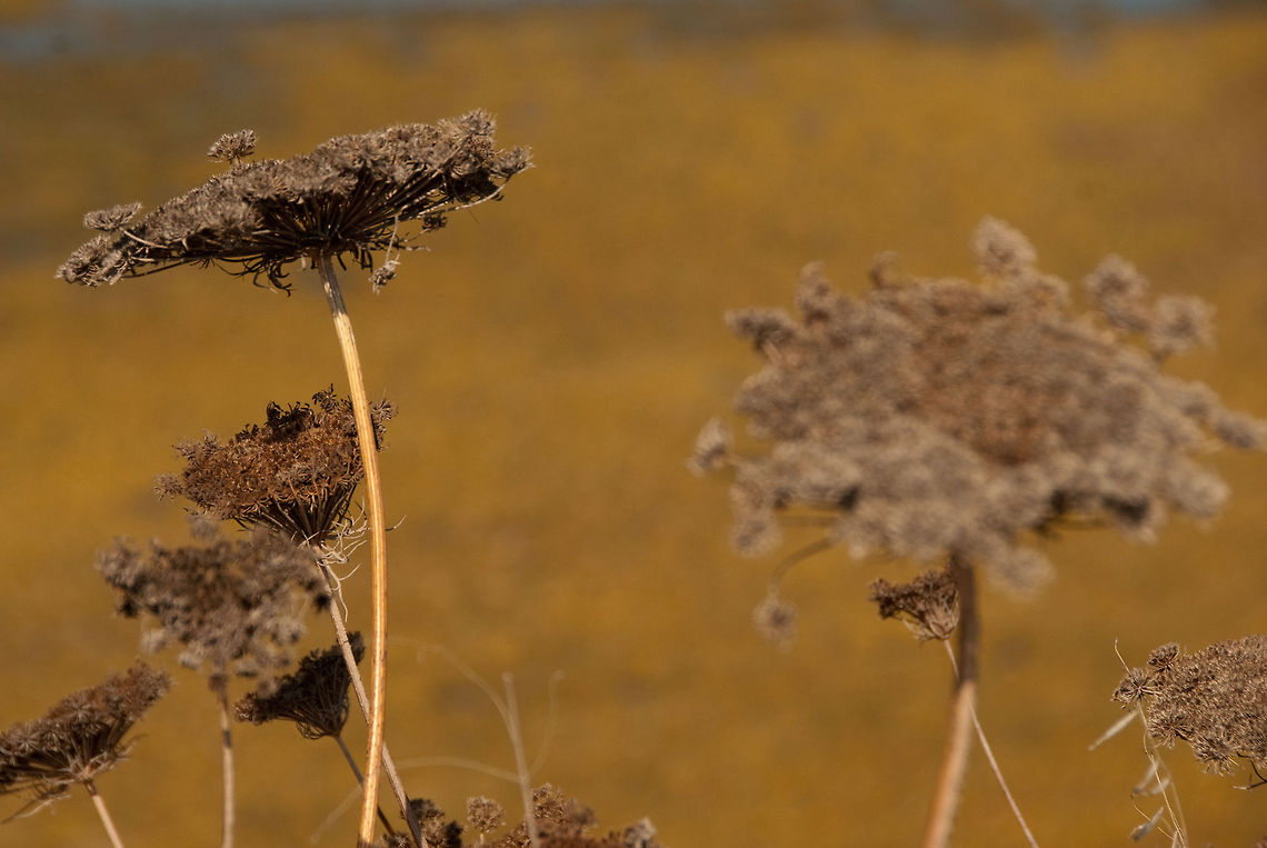 ibiiz  Ammi majus,Geotagged,Spain