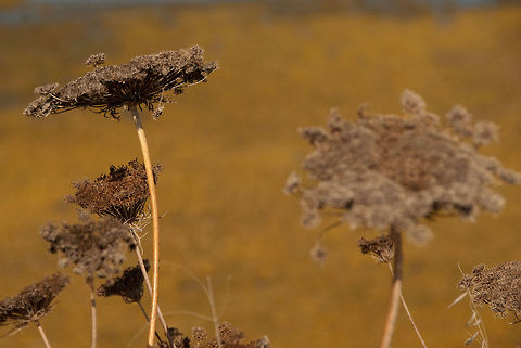 ibiiz  Ammi majus,Geotagged,Spain