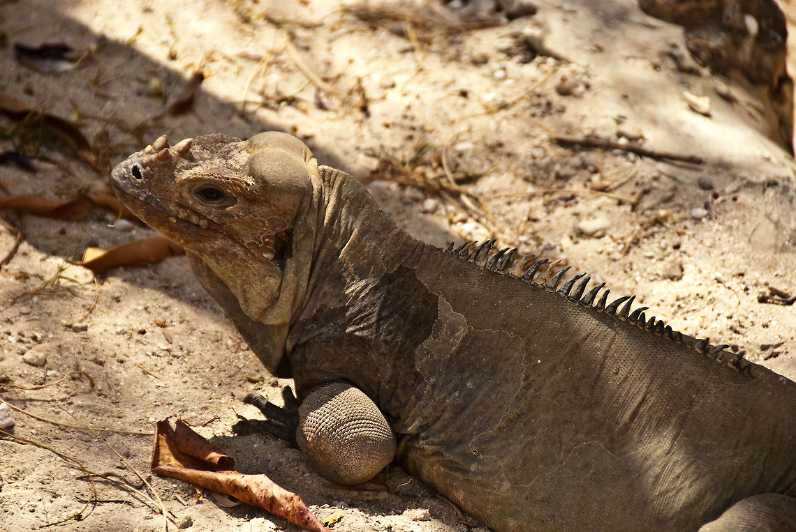 Rhinoceros Iguana  Cyclura cornuta,Dominican Republic,Geotagged,Rhinoceros iguana