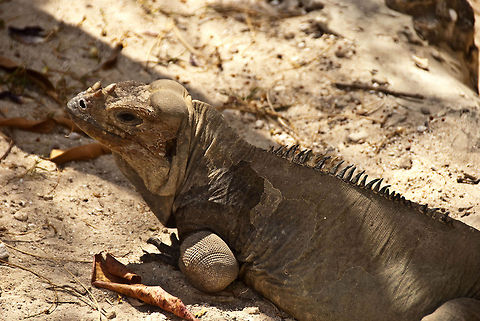 Rhinoceros Iguana  Cyclura cornuta,Dominican Republic,Geotagged,Rhinoceros iguana