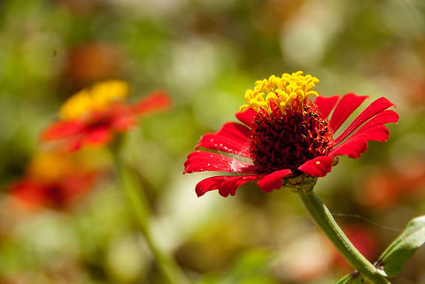 Red Zinnia flower.  Dominican Republic,Geotagged,Zinnia elegans