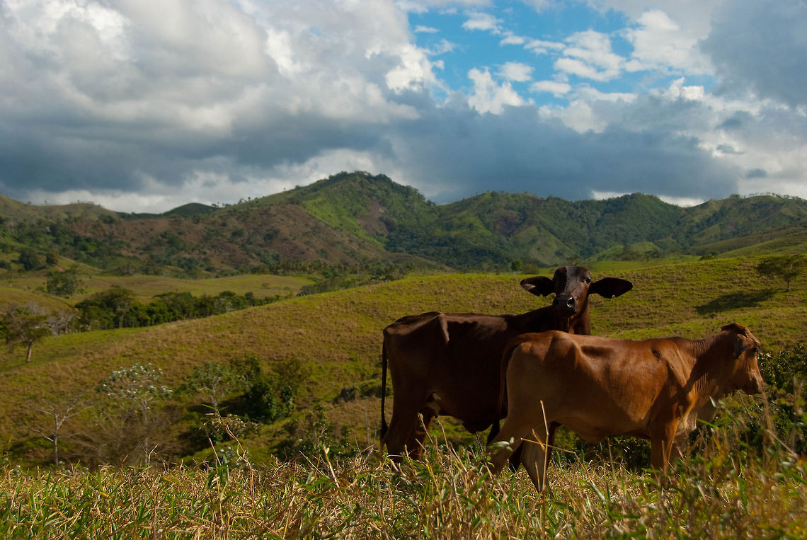 Cattle in Dominican Republic landscape  Bos primigenius taurus,Cattle,Dominican Republic,Geotagged