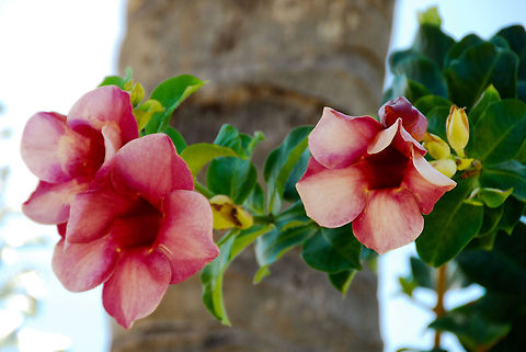 Flowers.  Allamanda blanchetii,Dominican Republic,Geotagged,Purple Allamanda
