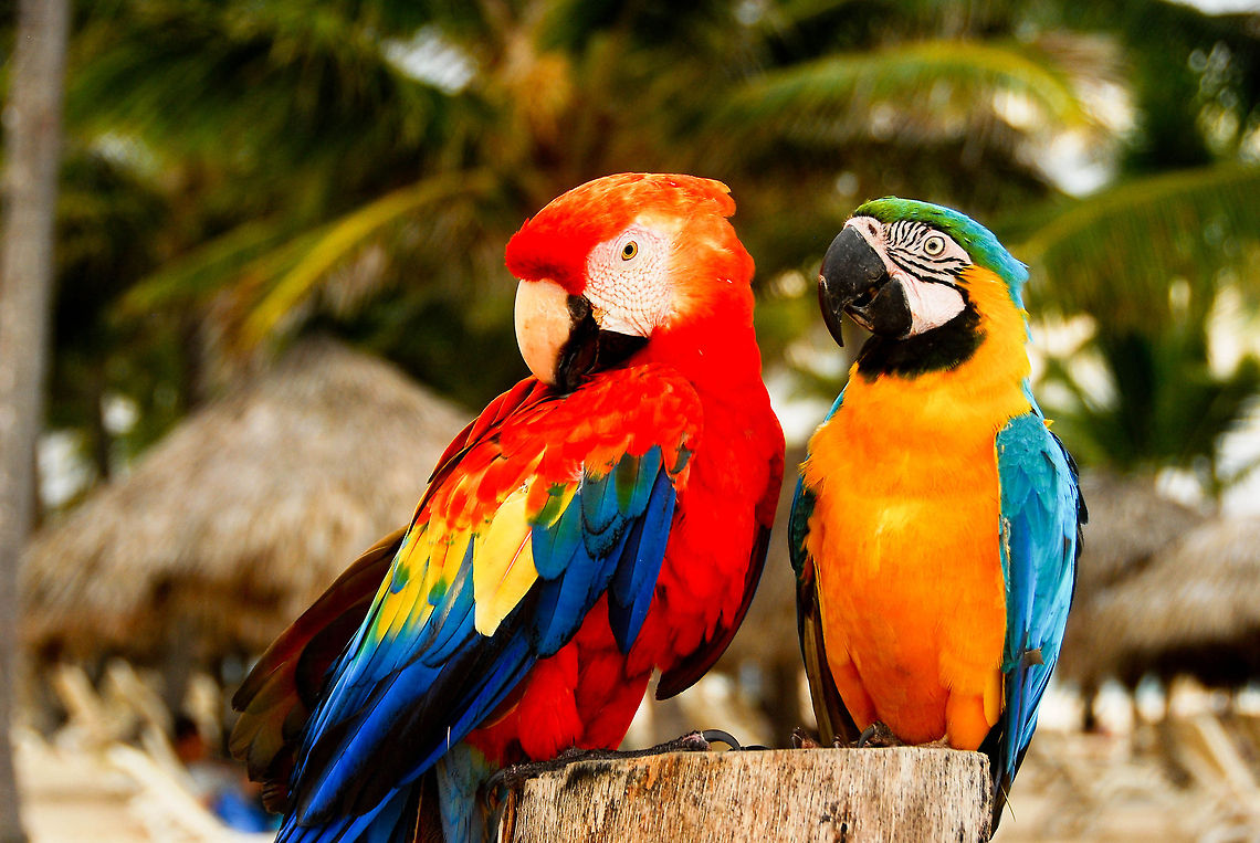 Colorful Macaws at Dominican Republic Scarlet and Blue and yellow Macaw Ara ararauna,Ara macao,Blue-and-yellow macaw,Dominican Republic,Geotagged,Scarlet Macaw