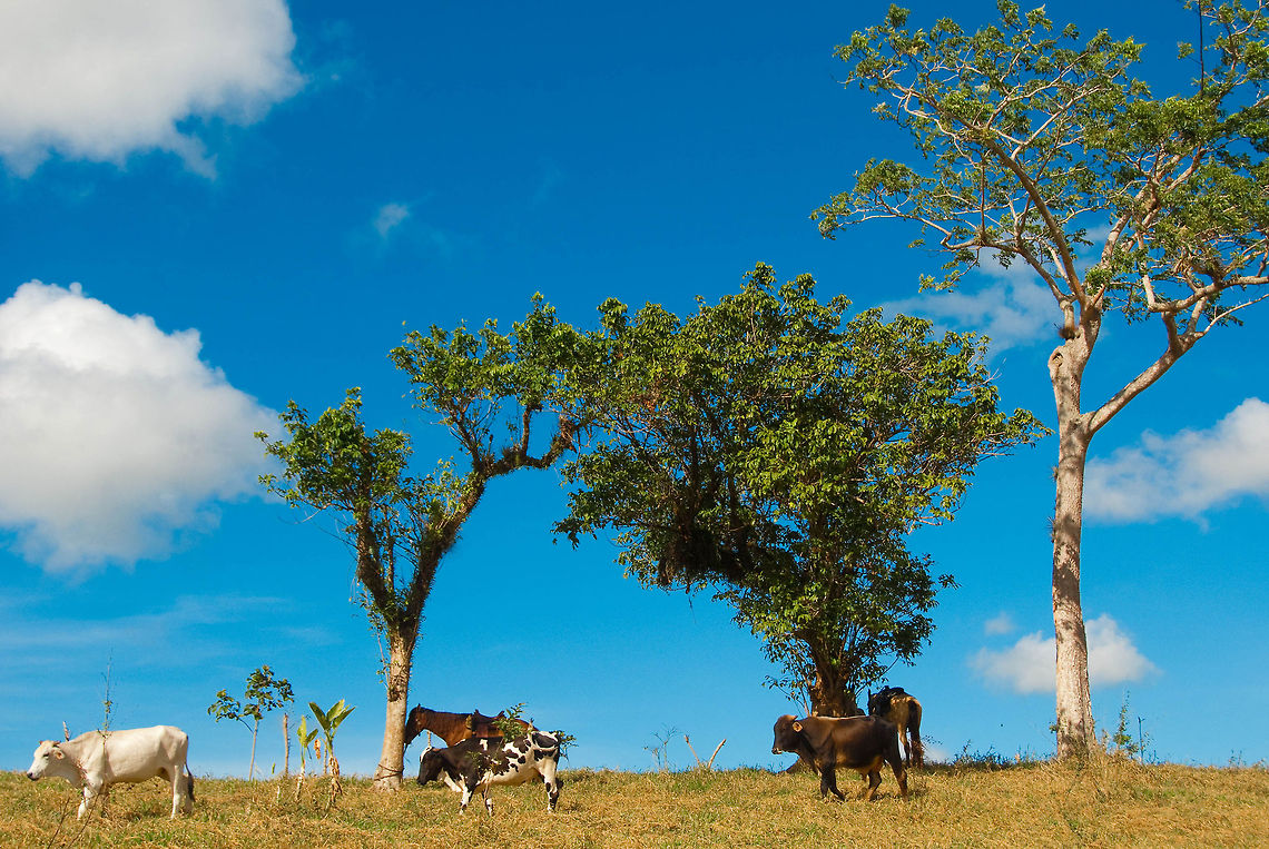 Cows.  Bos primigenius taurus,Cattle,Dominican Republic,Geotagged