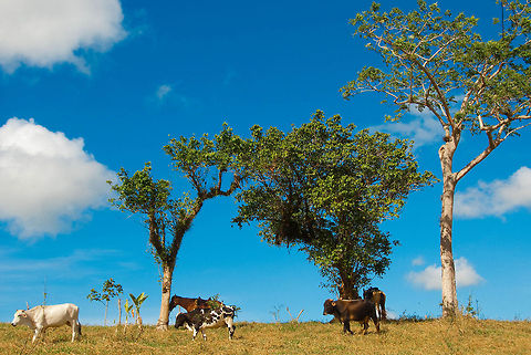 Cows.  Bos primigenius taurus,Cattle,Dominican Republic,Geotagged