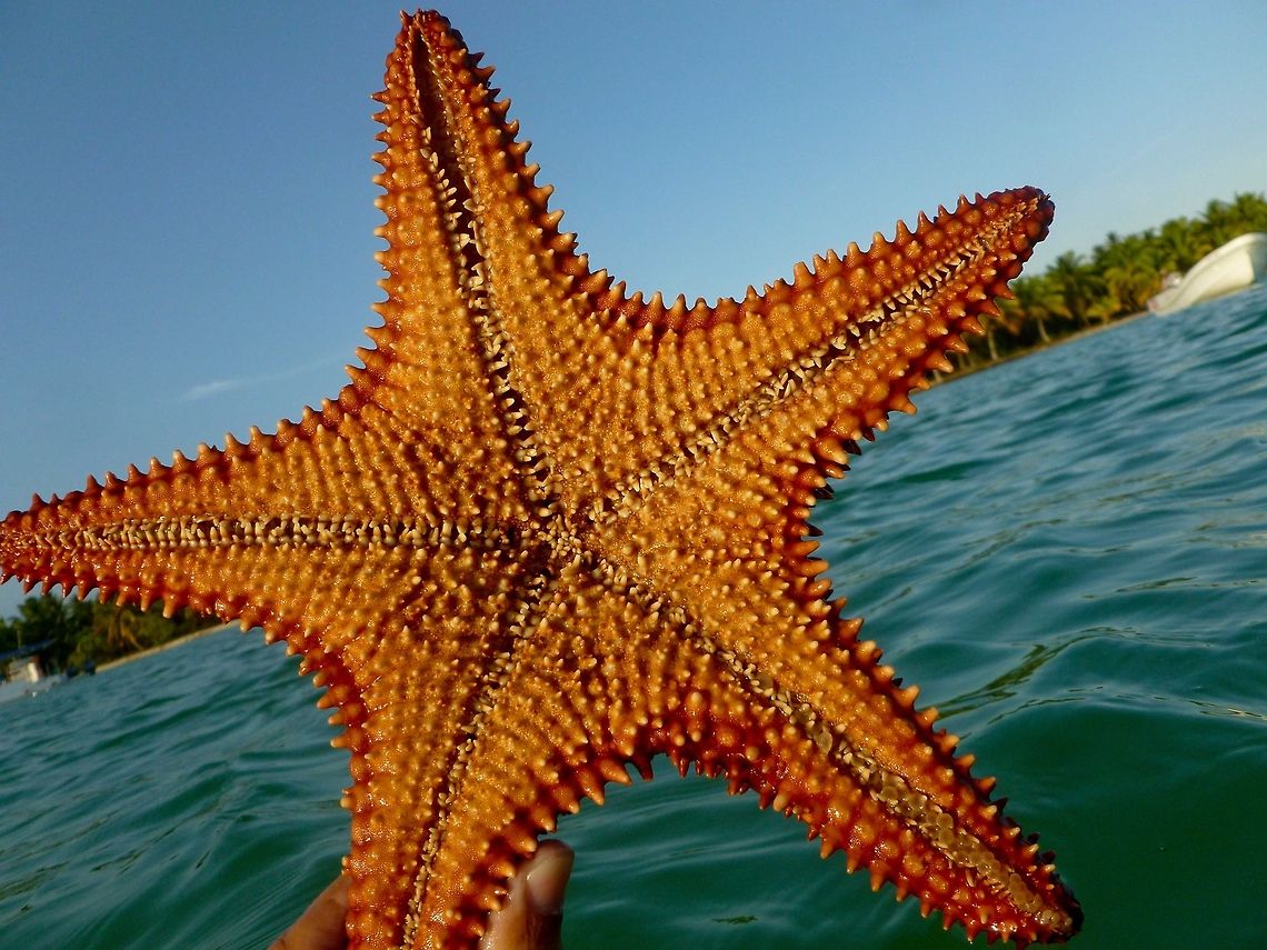 Sea Star at Dominican Republic  Dominican Republic,Geotagged,Protoreaster linckii,Red-knobbed Starfish