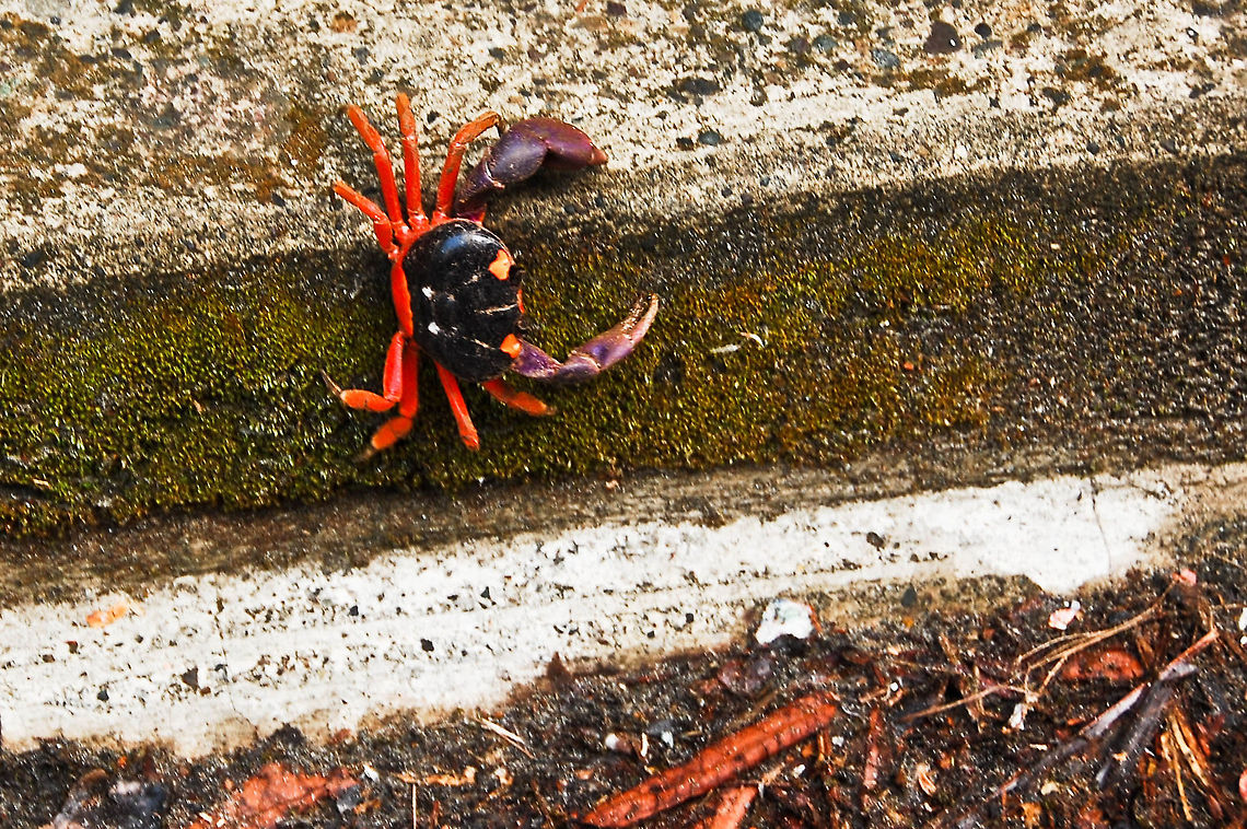 Christmas Island red crab in Costa Rica  Christmas Island red crab,Costa Rica,Gecarcoidea natalis,Geotagged