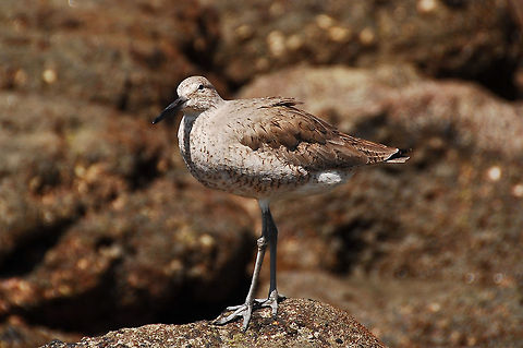 jacooiod-1  Costa Rica,Geotagged,Tringa semipalmata,Willet