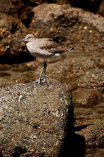 jacooio-1  Costa Rica,Geotagged