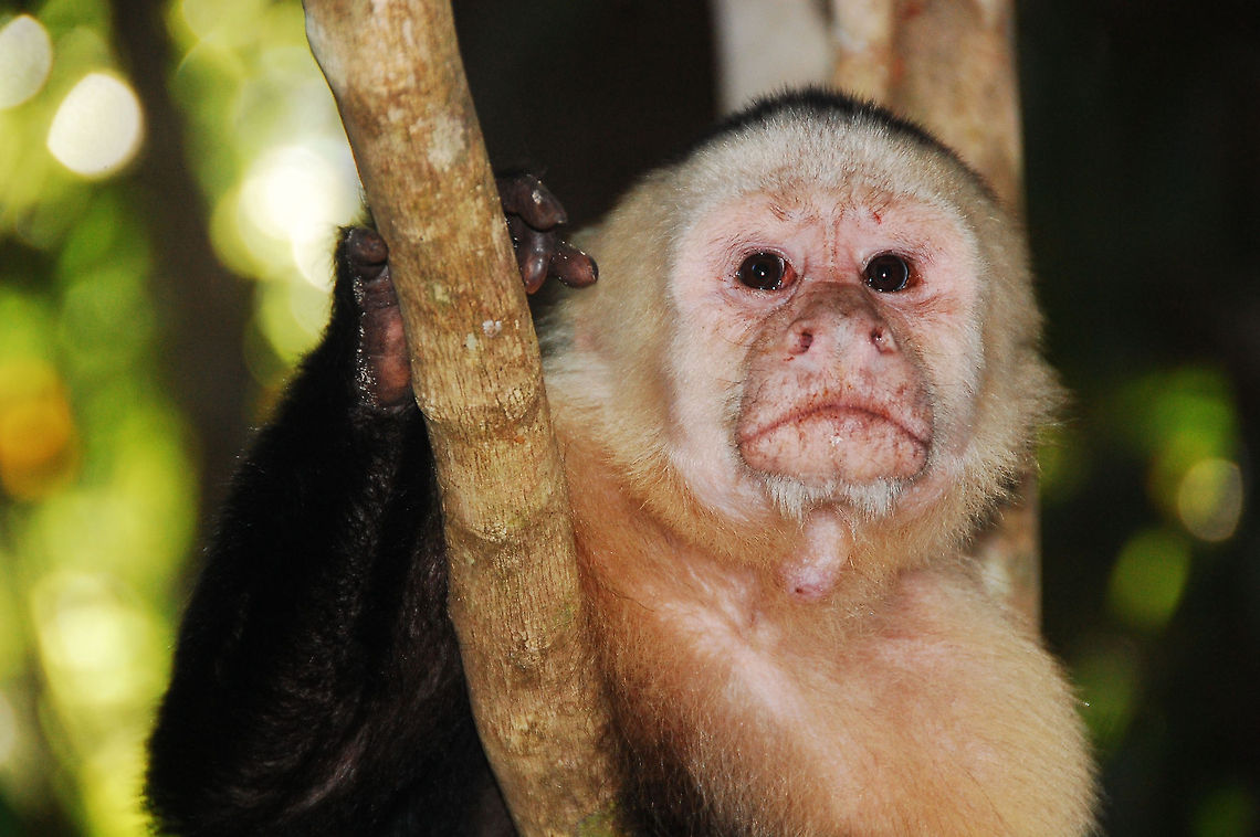 White-headed capuchin in Costa Rica  Cebus capucinus,Costa Rica,Geotagged,White-headed capuchin