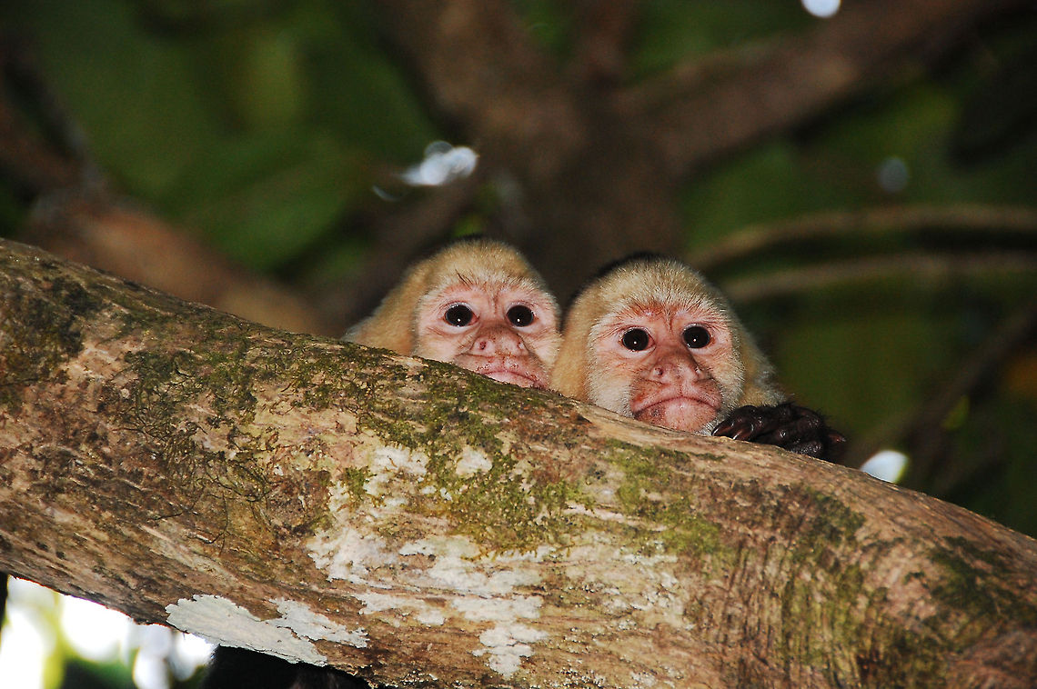 White-headed capuchin in Costa Rica.  Cebus capucinus,Costa Rica,Dominican Republic,Geotagged,White-headed capuchin