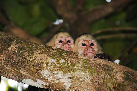 White-headed capuchin in Costa Rica.  Cebus capucinus,Costa Rica,Dominican Republic,Geotagged,White-headed capuchin