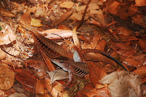 lag-1  Ameiva festiva,Central American Whiptail,Costa Rica,Geotagged