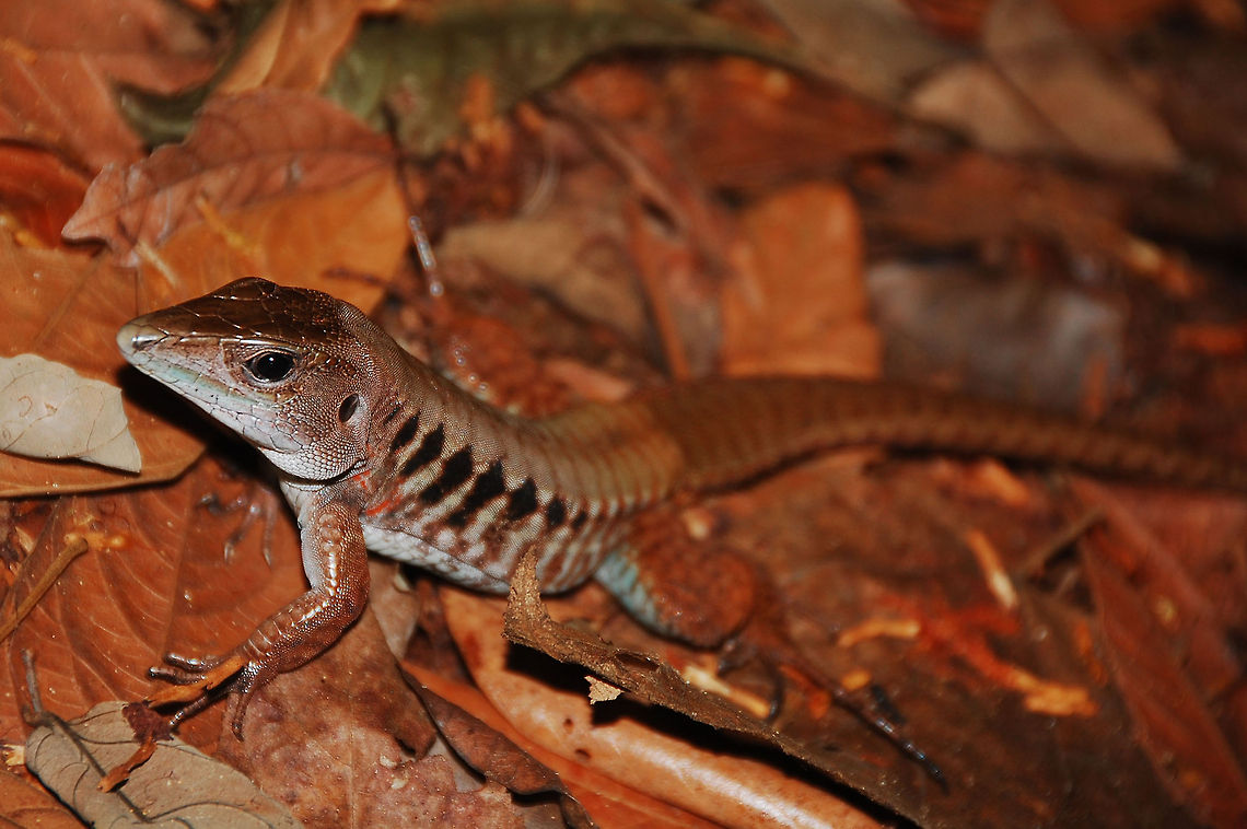 Lizard on forest floor, Costa Rica  Ameiva festiva,Central American Whiptail,Costa Rica,Geotagged