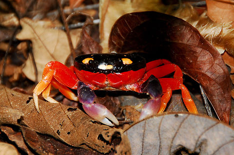 Halloween Crab in Costa Rica  Costa Rica,Gecarcinus quadratus,Geotagged
