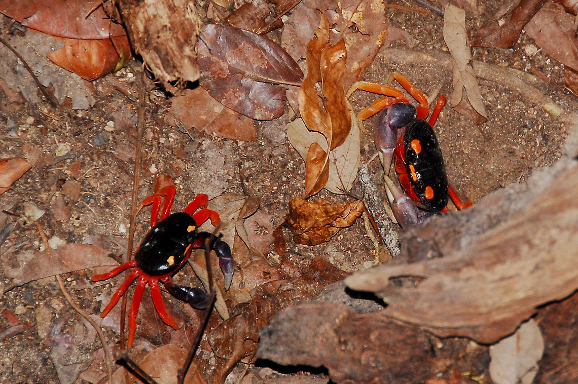Two Halloween Crabs in Costa Rica  Costa Rica,Gecarcinus quadratus,Geotagged
