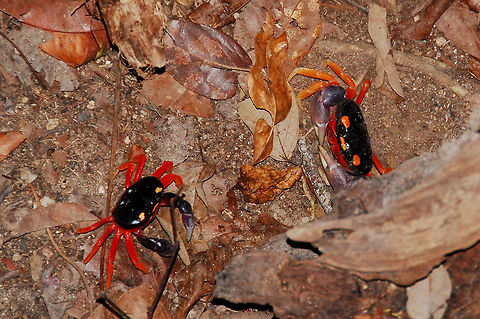Two Halloween Crabs in Costa Rica  Costa Rica,Gecarcinus quadratus,Geotagged