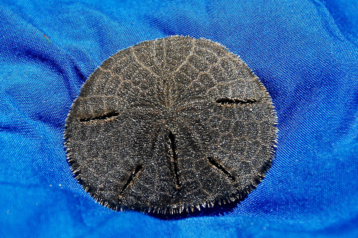 Sea star - Dollar Sea  Costa Rica,Geotagged,Mellita quinquiesperforata