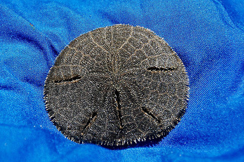 Sea star - Dollar Sea  Costa Rica,Geotagged,Mellita quinquiesperforata