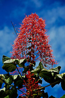 Pagoda Flower  Clerodendrum paniculatum,Costa Rica,Geotagged,Pagoda Flower