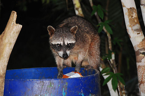 Raccoon near garbage can  Costa Rica,Geotagged,Procyon lotor,Raccoon