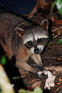 Raccoon closeup in Costa Rica  Costa Rica,Geotagged,Procyon lotor,Raccoon