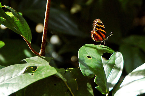 Three-banded Crescent butterfly in Costa Rica Three-banded Crescent (Eresia ithomioides alsina) Costa Rica,Eresia ithomioides alsina,Geotagged,Three-banded Crescent,Three-banded crescent
