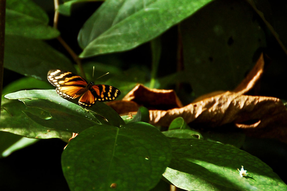 Three-banded Crescent spread wings in Costa Rica  Costa Rica,Eresia ithomioides alsina,Geotagged,Three-banded Crescent,Three-banded crescent