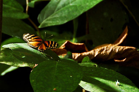Three-banded Crescent spread wings in Costa Rica  Costa Rica,Eresia ithomioides alsina,Geotagged,Three-banded Crescent,Three-banded crescent