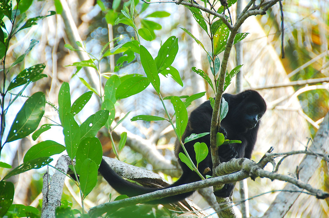 Spider monkey.  Alouatta caraya,Black howler,Costa Rica,Geotagged