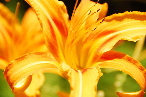 Yellow flower.  Hemerocallis fulva