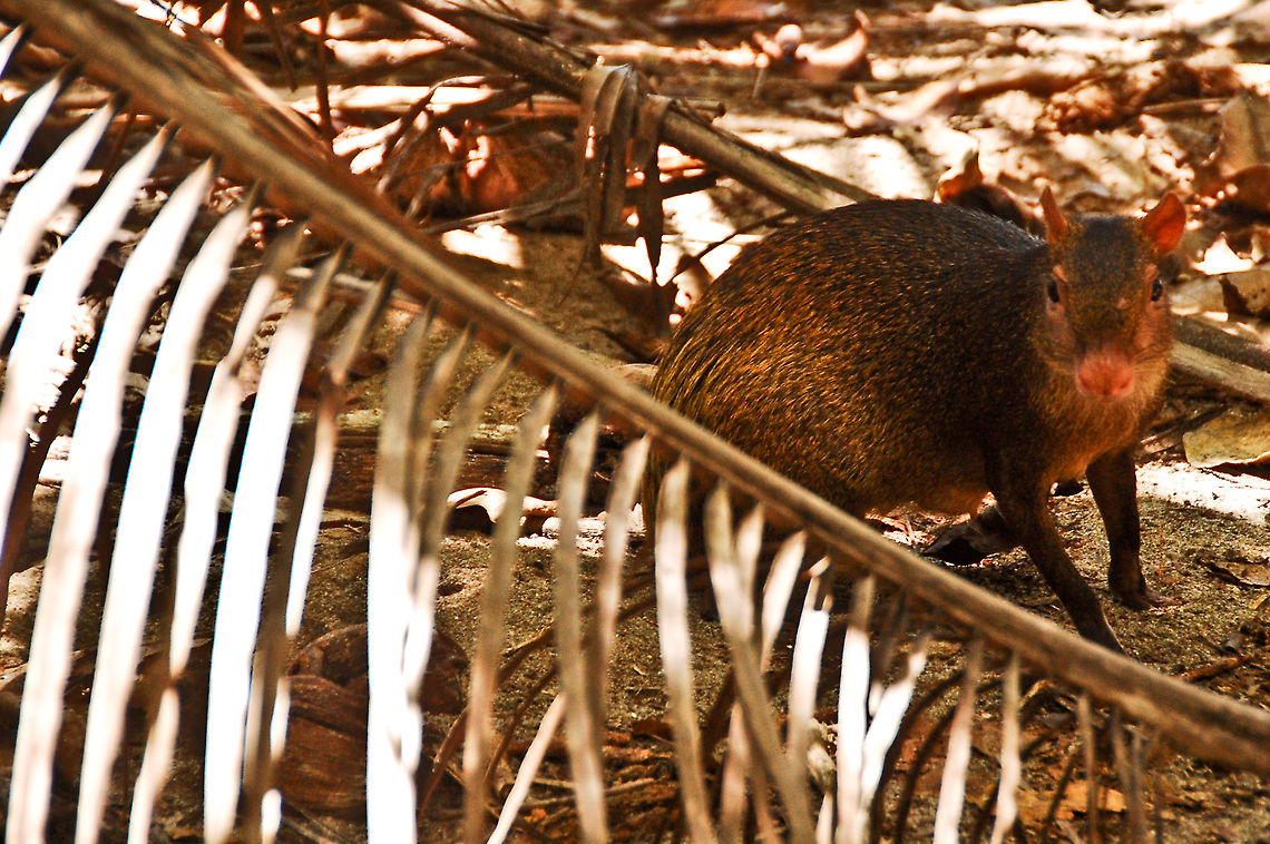 Agouti  Central American agouti,Costa Rica,Dasyprocta punctata,Geotagged