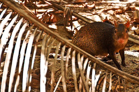Agouti  Central American agouti,Costa Rica,Dasyprocta punctata,Geotagged