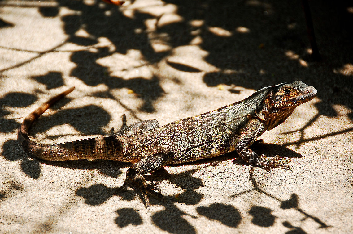 Lizard in shade  Costa Rica,Ctenosaura quinquecarinata,Geotagged,Green iguana,Iguana iguana