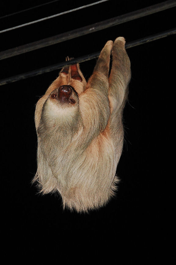 Oso perezoso.  Choloepus didactylus,Costa Rica,Geotagged,Linnaeuss two-toed sloth