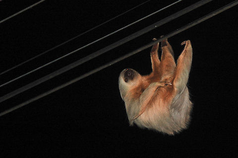 Linnaeuss two-toed sloth  Choloepus didactylus,Costa Rica,Geotagged,Linnaeuss two-toed sloth