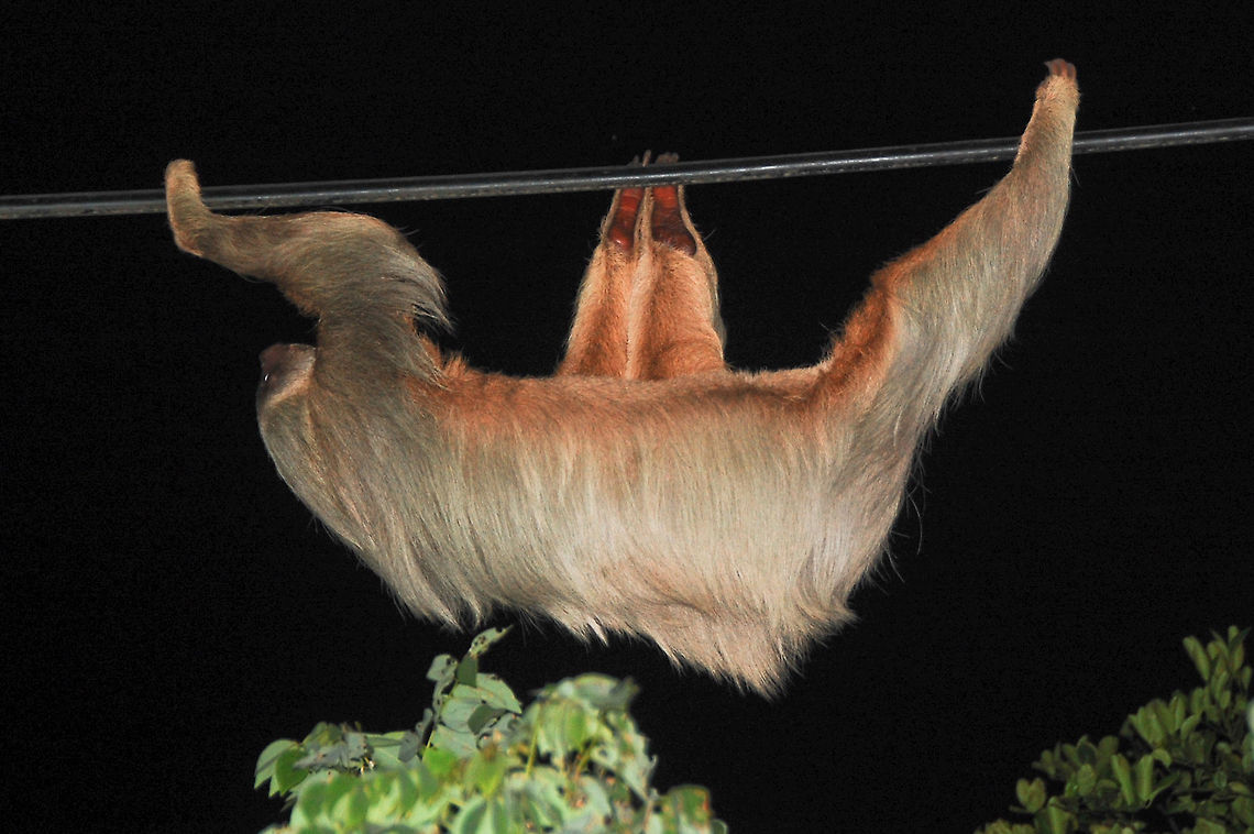 Sloth.  Choloepus didactylus,Costa Rica,Geotagged,Linnaeuss two-toed sloth