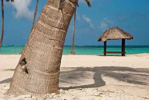 Palm tree.  Dominican Republic,Geotagged