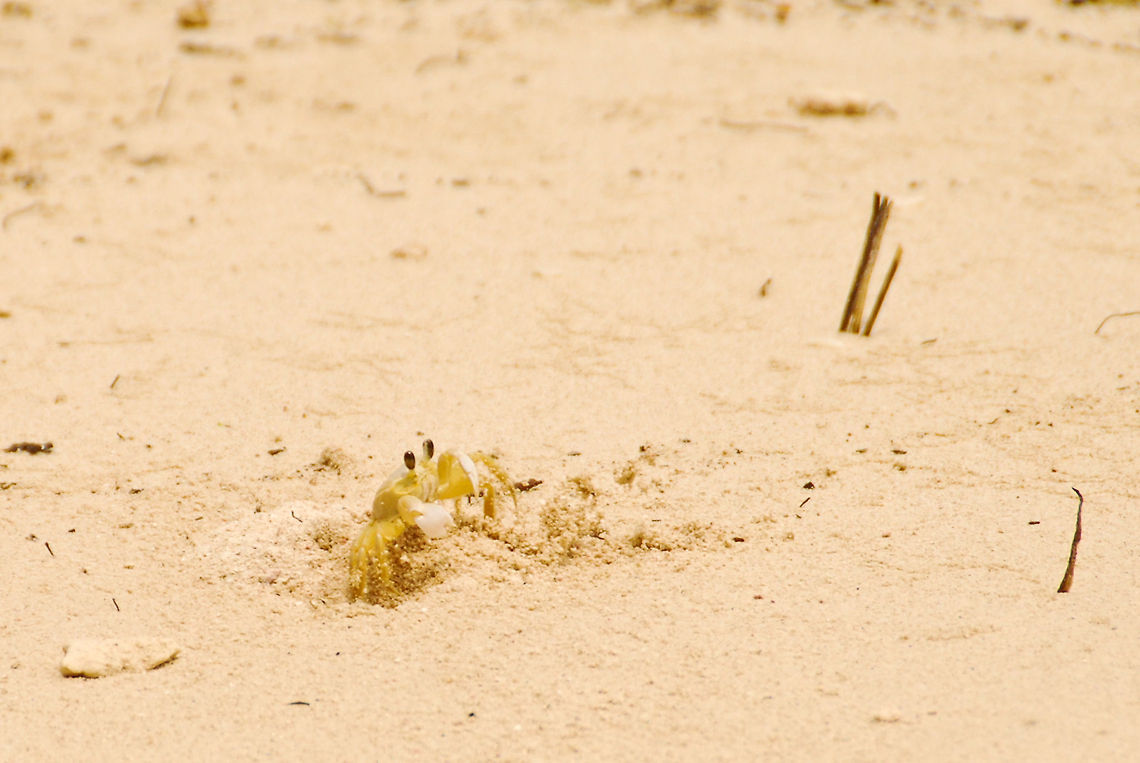 Crab in Costa Rica  Costa Rica,Geotagged