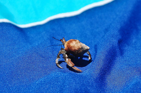 Hermit crab in Sea snail shell. Costa Rica.  Costa Rica,Geotagged,Hermit crab