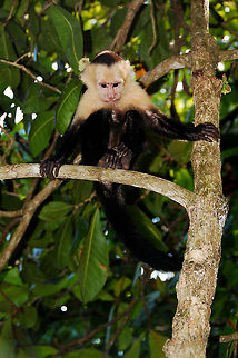 monito-1  Cebus capucinus,Costa Rica,Geotagged,White-headed capuchin