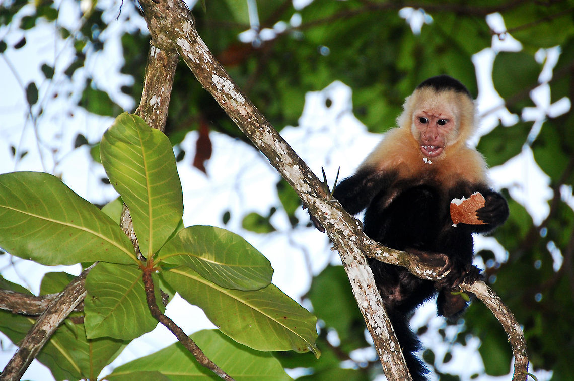 White headed capuchin eating coconut. Costa Rica.  Cebus capucinus,Costa Rica,Geotagged,White-headed capuchin