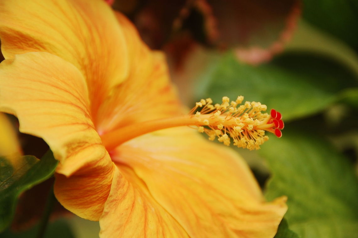 Yellow Chinese Hibiscus  Chinese hibiscus,Dominican Republic,Geotagged,Hibiscus rosa-sinensis