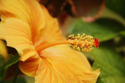 Yellow Chinese Hibiscus  Chinese hibiscus,Dominican Republic,Geotagged,Hibiscus rosa-sinensis