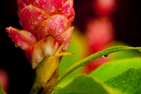 FLORS3-2  Dominican Republic,Geotagged